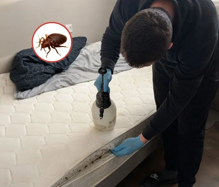 Technicien traitant un matelas contre les punaises de lit à Cravent